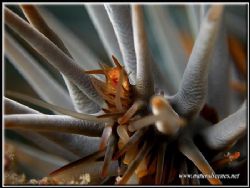 Closeup of a coral killer,it does not look so bad from th... by Yves Antoniazzo 